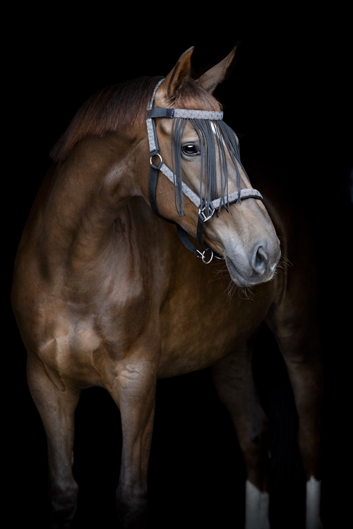 HG Fluepandebånd. Model Madison